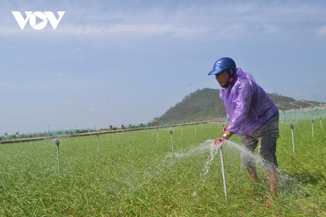 Tỏi lý Sơn mất mùa, nông dân chồng chất nỗi lo (09/03/2022)